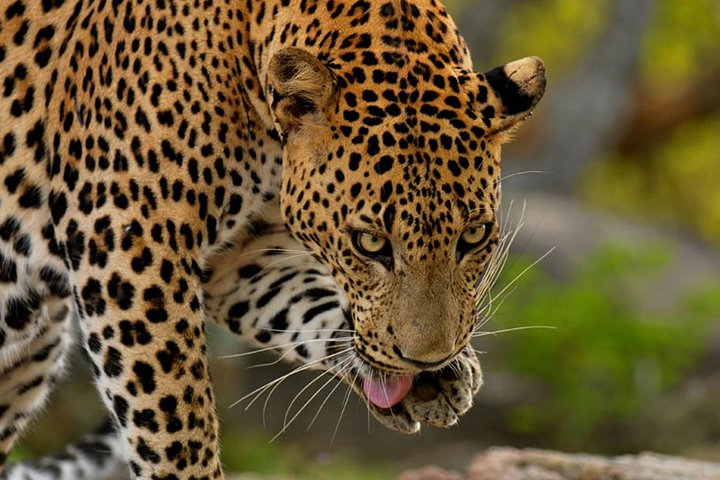 Essential 10 Days Sri Lanka  - Photo 1 of 6